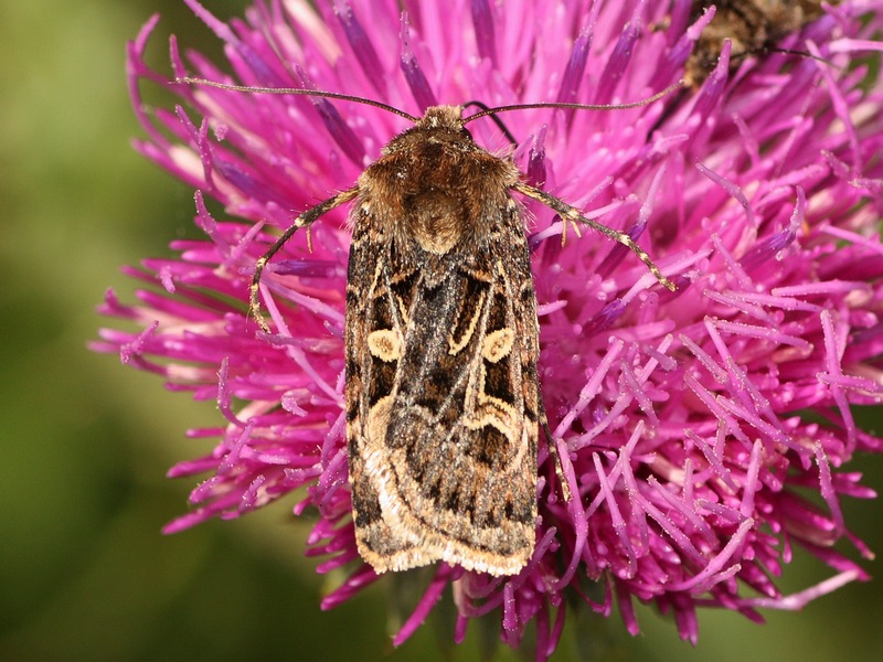 falena da identificare - Chersotis sp., Noctuidae